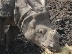 Buffalo Zoo Rhino