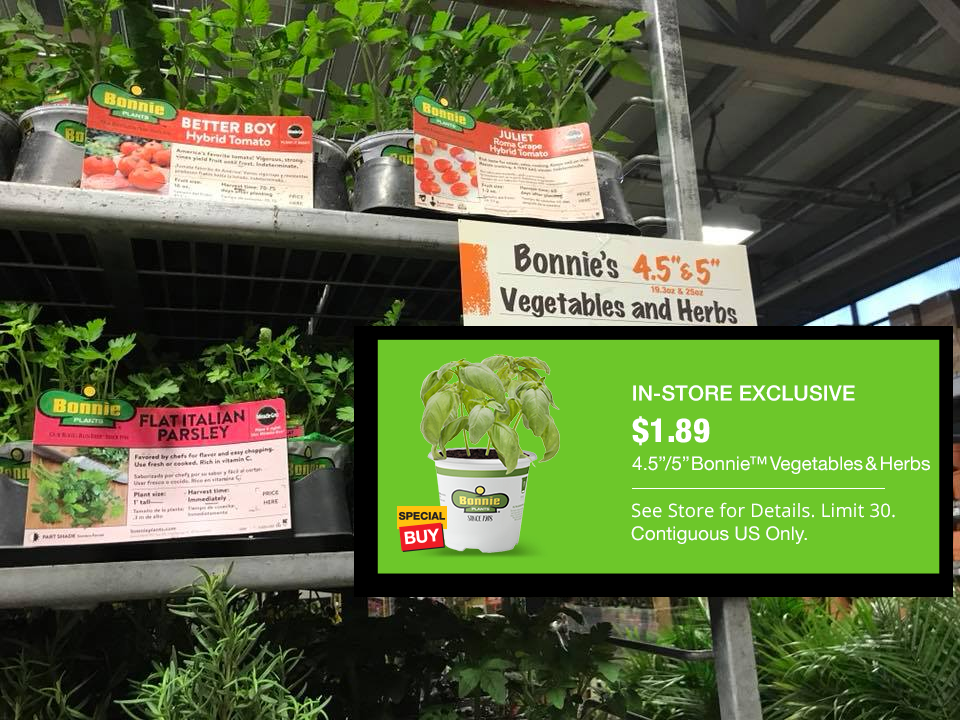 Bonie Plants At Home Depot