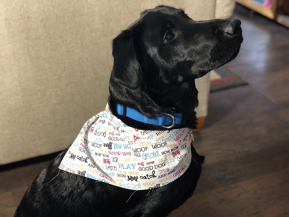 Frugal Dog Bandana's For Only $0 50 Each