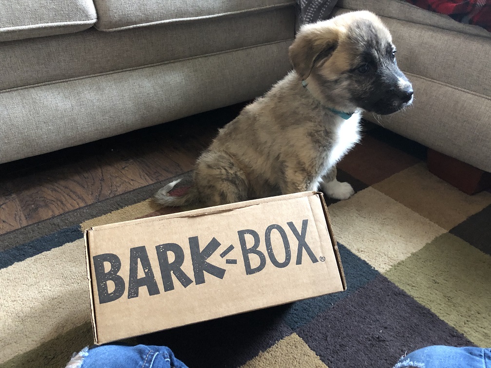 Barkbox Boxes