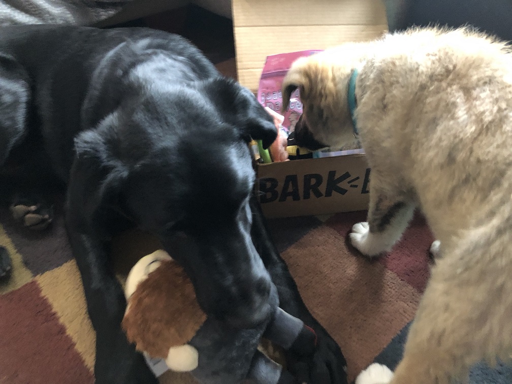 Barkbox With Pups
