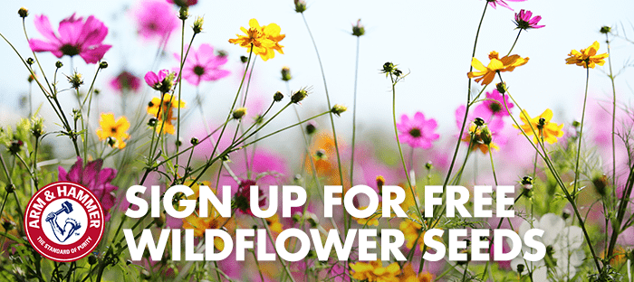 Free Wildflowers Sample
